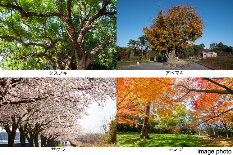 グランドヒルズ覚王山法王町古木巨木イメージ画像